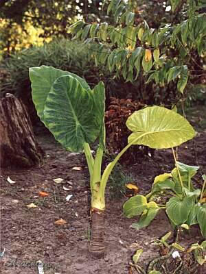 Alocasia odora © Marek Argent