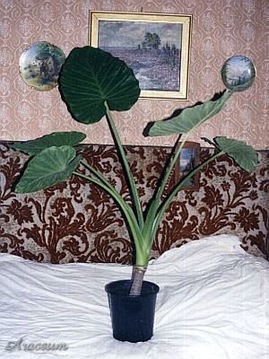 Alocasia odora © Marek Argent 2004-07-08