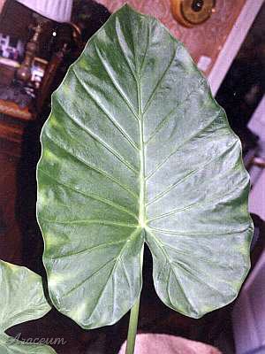 Alocasia odora © Marek Argent 2004-07-08