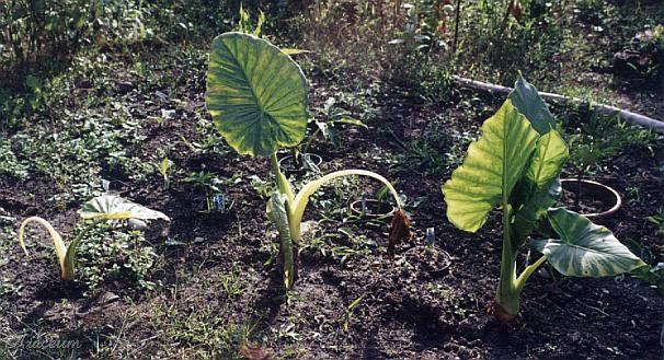 Alocasia odora © Marek Argent 2004-08-28