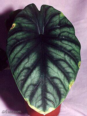 Alocasia reginae © Marek Argent 2001-05-28