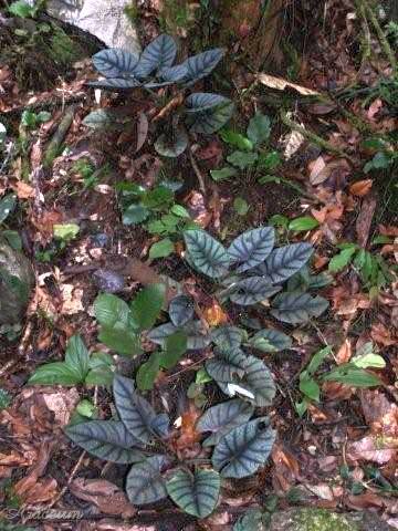 Alocasia reginae © Peter Boyce