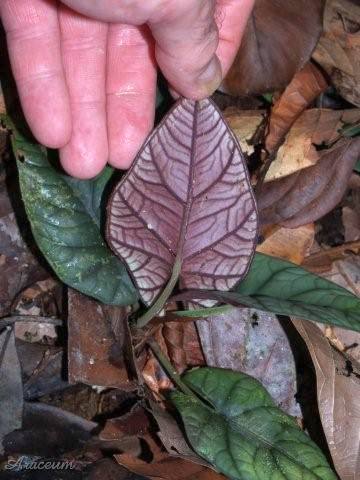 Alocasia reginae © Peter Boyce