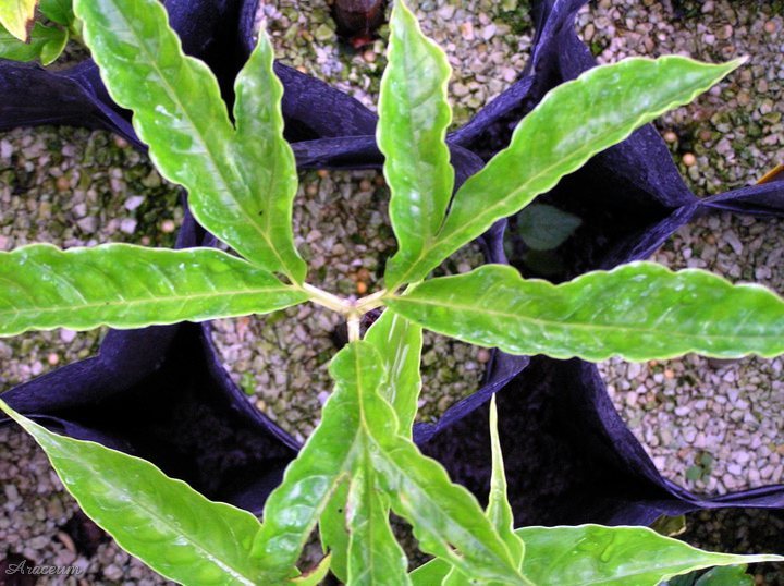 Amorphophallus beccarii &copy; Sumatra Exotics