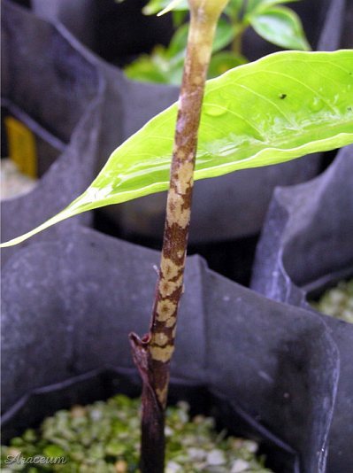 Amorphophallus beccarii &copy; Sumatra Exotics