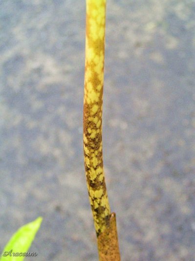 Amorphophallus beccarii &copy; Sumatra Exotics
