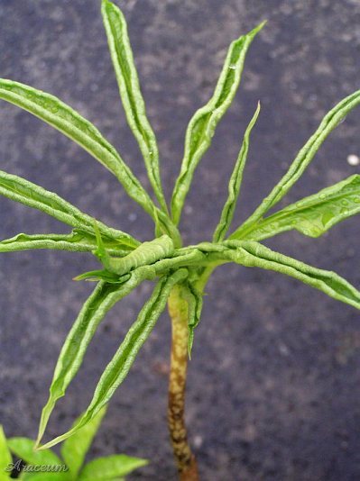 Amorphophallus beccarii &copy; Sumatra Exotics