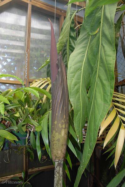Amorphophallus gigas © Bill Weaver