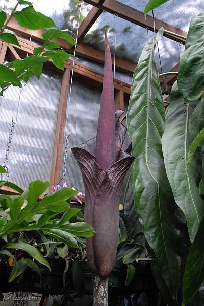 Amorphophallus gigas © Bill Weaver