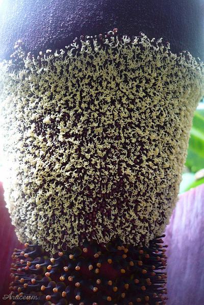 Amorphophallus gigas © Bill Weaver
