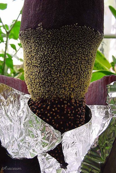 Amorphophallus gigas © Bill Weaver