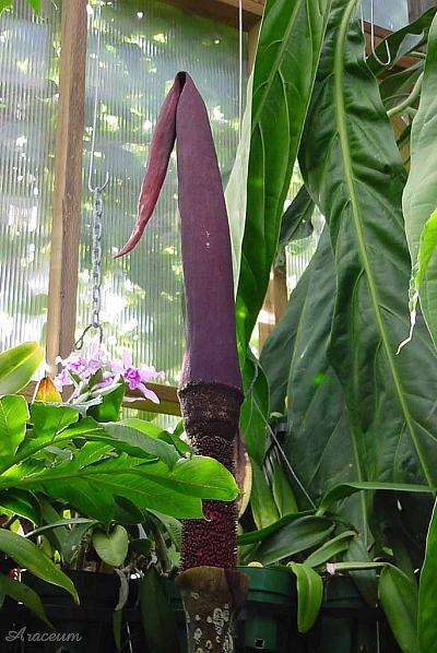Amorphophallus gigas © Bill Weaver
