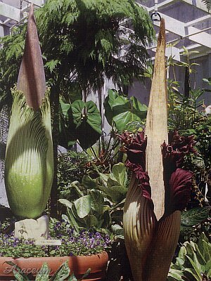 Amorphophallus titanum &copy; Ogrody 2004/02