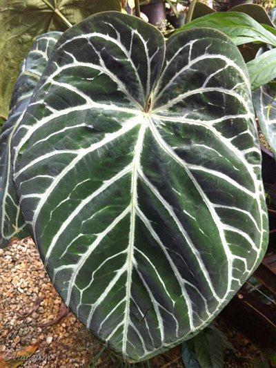 Anthurium magnificum × crystallinum
© Enid Offolter