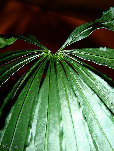 Anthurium polyschistum © Marek Argent