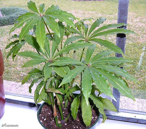 Anthurium polyschistum © Nery Voss