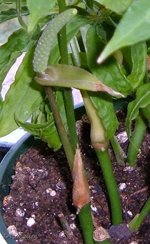 Anthurium polyschistum © Nery Voss
