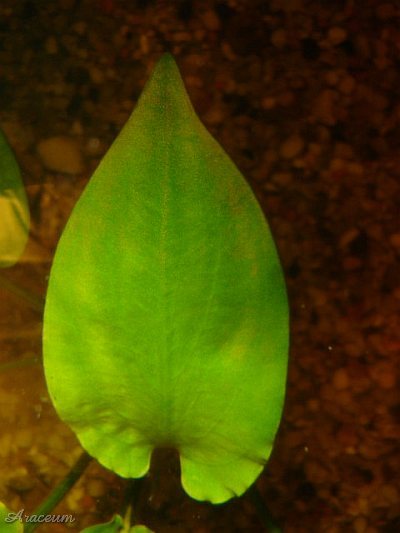 Cryptocoryne pontederiifolia © Marek Argent
