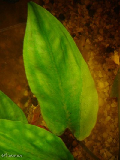 Cryptocoryne pontederiifolia © Marek Argent