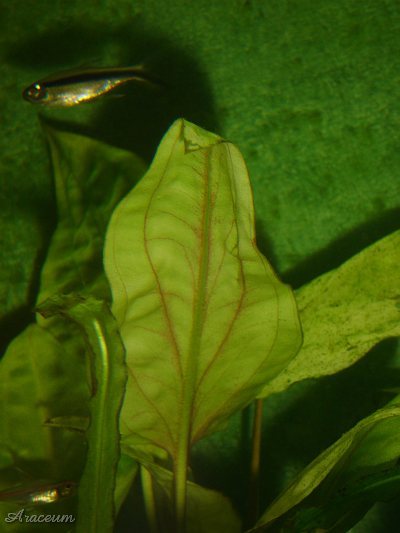 Cryptocoryne pontederiifolia © Marek Argent