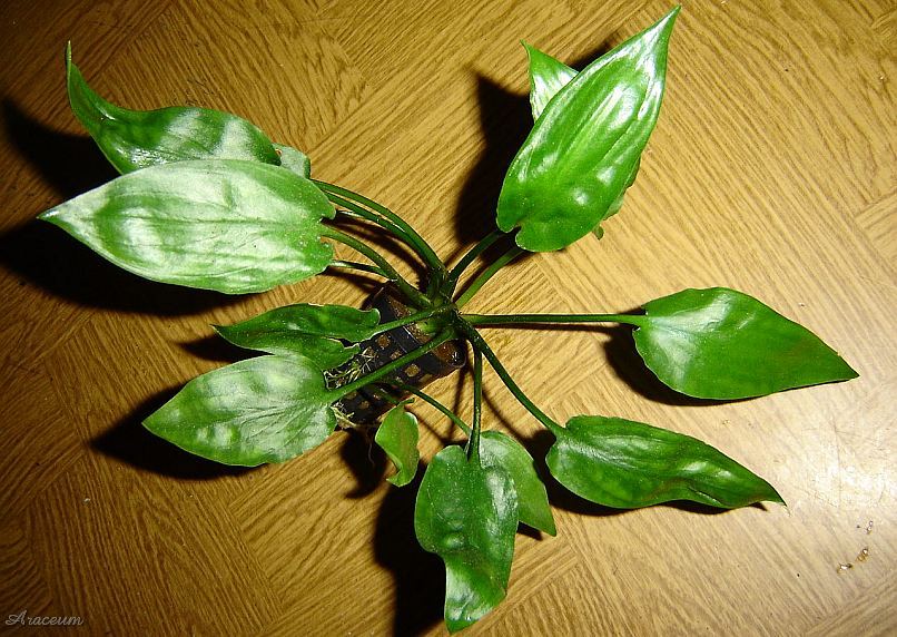 Cryptocoryne pontederiifolia © Marek Argent