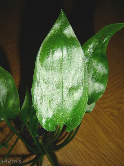 Cryptocoryne pontederiifolia © Marek Argent