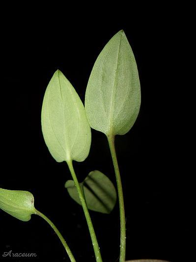 Cryptocoryne pontederiifolia © Marek Argent