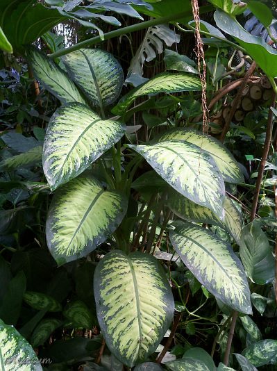 Dieffenbachia 'Tropic Snow' © Marek Argent