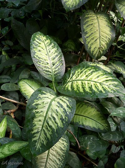 Dieffenbachia 'Tropic Snow' © Marek Argent