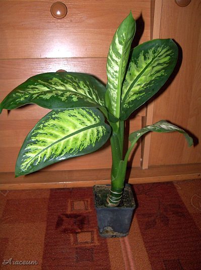 Dieffenbachia 'Tropic Snow' © Marek Argent