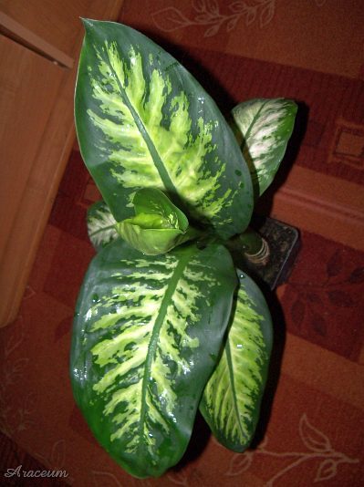 Dieffenbachia 'Tropic Snow' © Marek Argent
