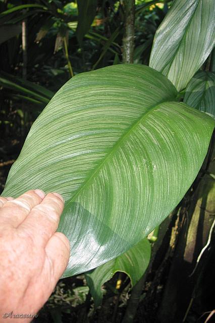Epipremnum amplissimum © Michael Pascall