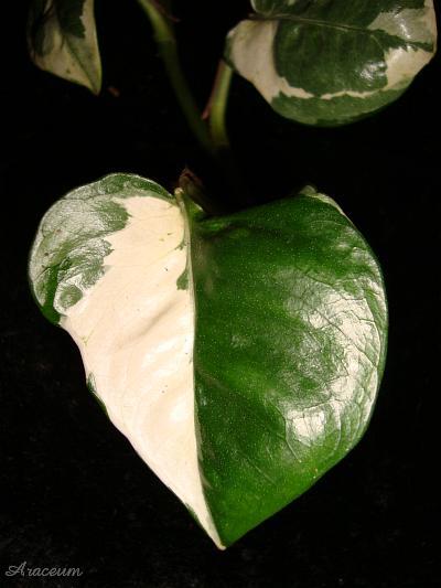 Epipremnum pinnatum 'N-Joy' © Marek Argent
