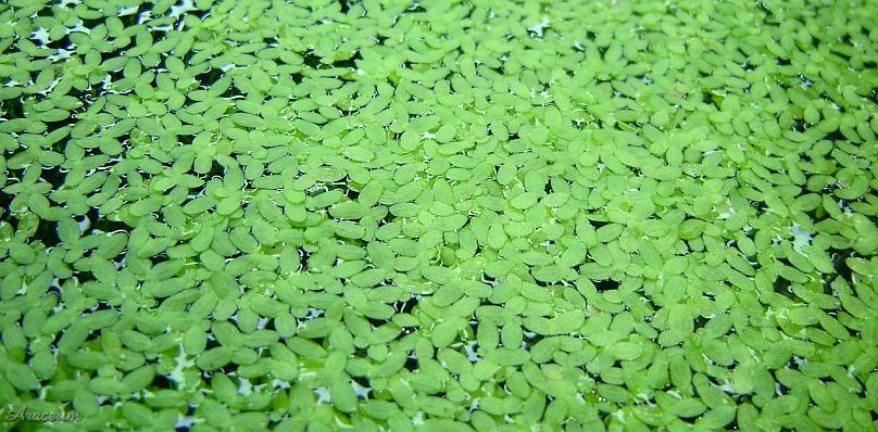 Lemna minor © Marek Argent