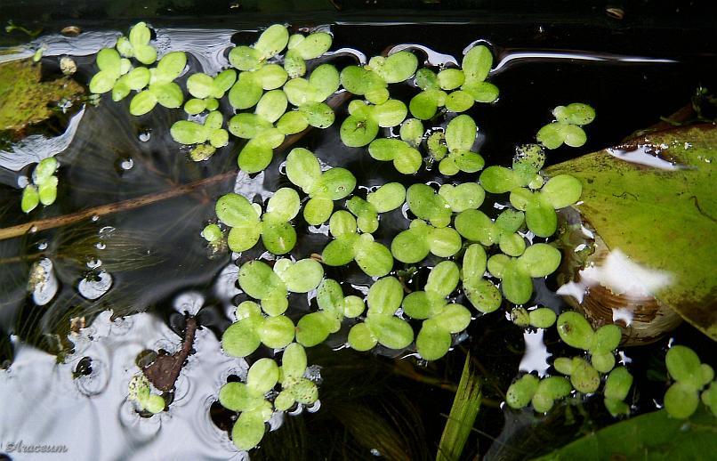 Lemna minor © Marek Argent