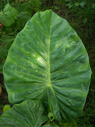 Lemna minor © Marek Argent