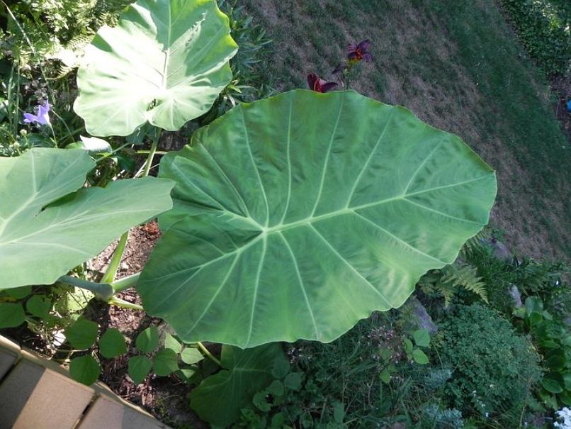 Leucocasia gigantea © Taylor Holzer
