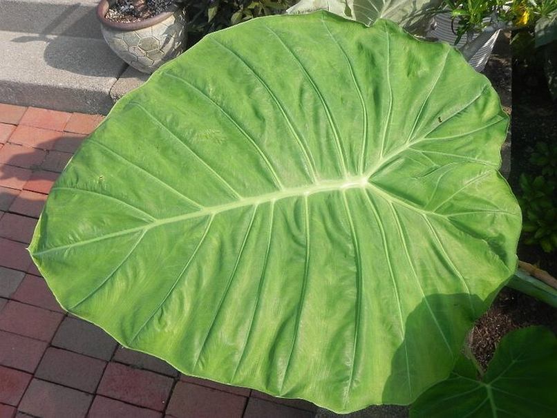 Leucocasia gigantea © Taylor Holzer