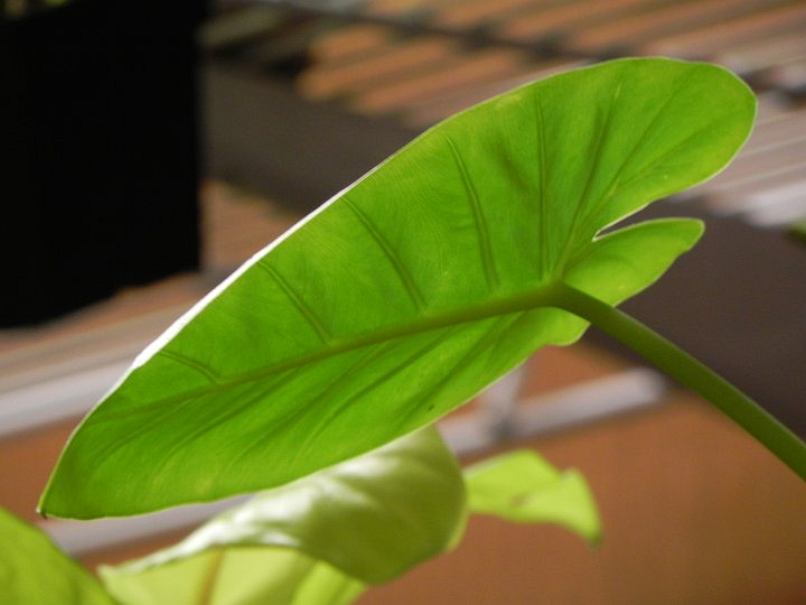 Leucocasia gigantea © Taylor Holzer