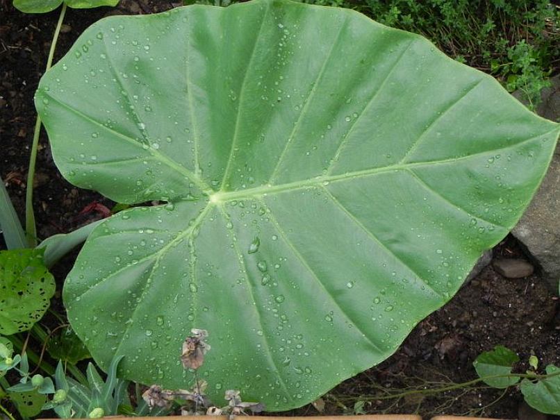 Leucocasia gigantea © Taylor Holzer