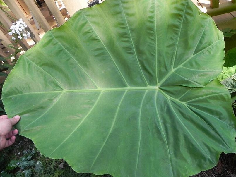 Leucocasia gigantea © Taylor Holzer