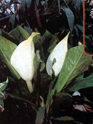Lysichiton camtschatcensis
