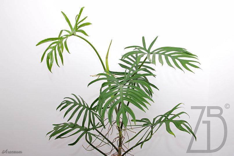 Philodendron elegans