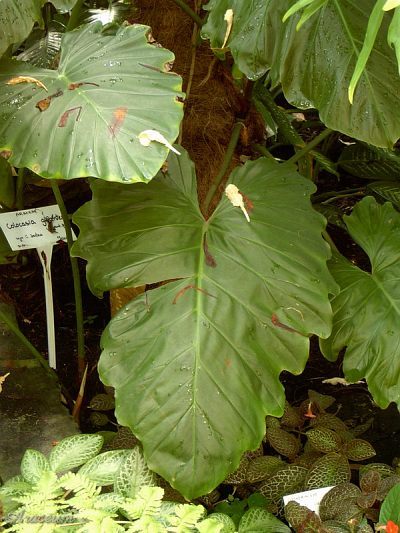 Philodendron giganteum © Bartosz T. Zalewski