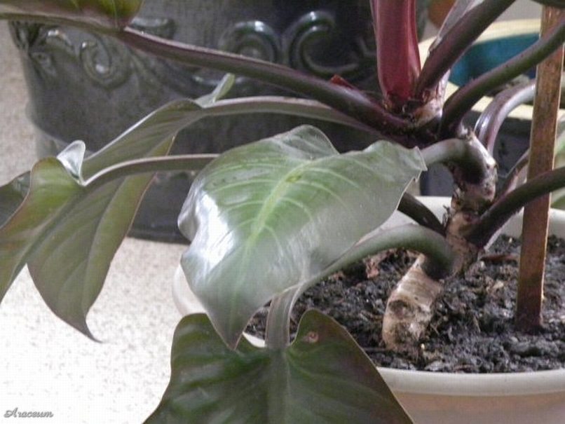 Philodendron 'Imperial Red' © Taylor Holzer