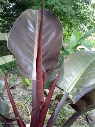 Philodendron 'Imperial Red' © Taylor Holzer