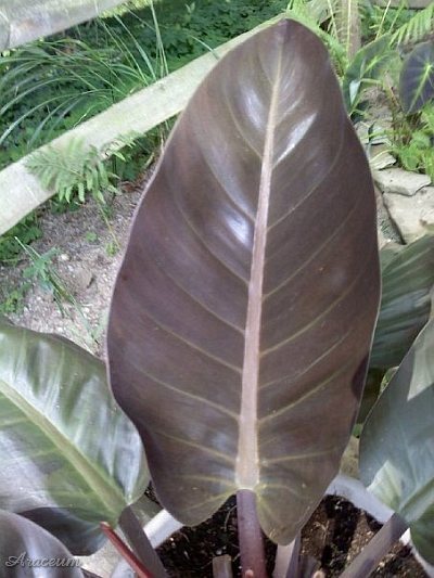 Philodendron 'Imperial Red' © Taylor Holzer