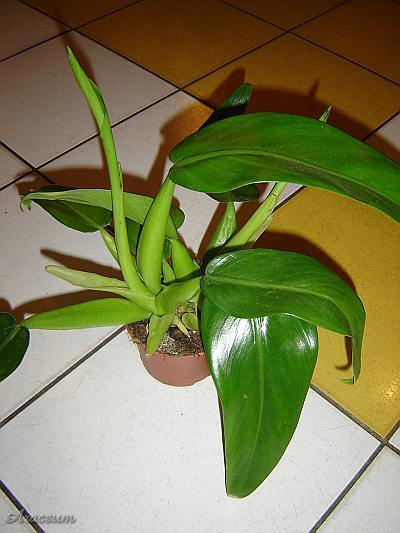 Philodendron martianum © Marek Argent