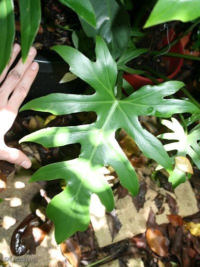 Philodendron radiatum &copy; William Wissler