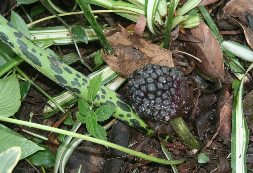 Sauromatum venosum infructescence